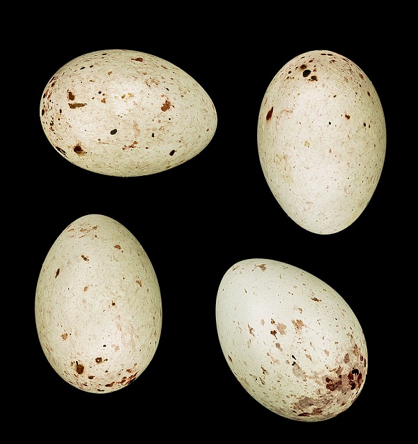 groenling-eieren