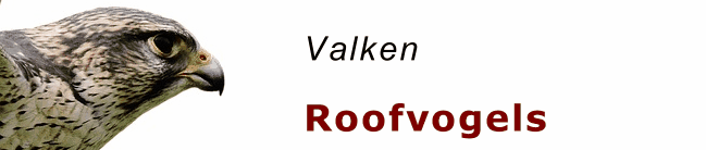 roofvogels